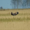 Purple Heron