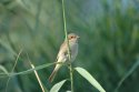 Red Backed Shrike