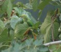 Ring Necked Parakeet