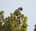 Ring Necked Parakeet