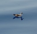 Scopoli's Shearwater