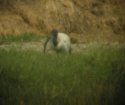 Sacred Ibis