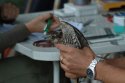 Sparrowhawk