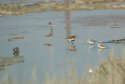 Waders
