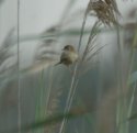 Zitting Cisticola