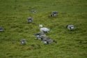 Bar Headed Goose