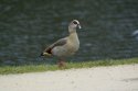 Egyptian Goose