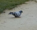 Feral Pigeon