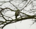 Monk Parakeet