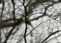 Ring necked Parakeet