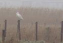 Snowy Owl