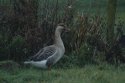 Swan Goose Hybrid