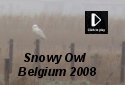 Snowy Owl