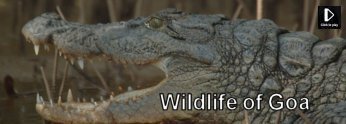 Wildlife Video