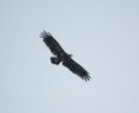 Greater Spotted Eagle