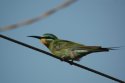 Blue Cheeked Bee-eater