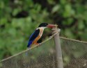 Black Headed Kingfisher