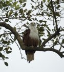 Brahminy Kite
