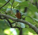 Blue Capped Rock Thrush
