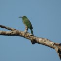 Blue Bearded Bee eater