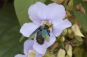 Indian Carpenter Bee