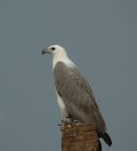 White Bellied Sea Eagle