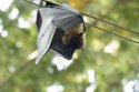 Flying Fox
