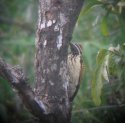 Black Rumped Flameback