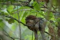 Sri Lankan Frogmouth
