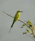 Little Green Bee eater