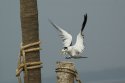 Great Crested Tern