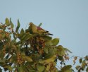 Grey Fronted Green Pigeon