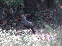 Grey Jungle Fowl
