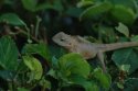 Garden Lizard