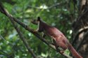Malabar Giant Squirrel