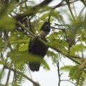 Heart Spotted Woodpecker
