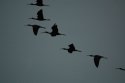 Black Headed Ibis