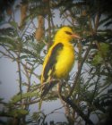 Indian Golden Oriole