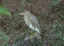 Indian Pond Heron