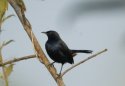Indian Robin