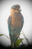 Indian Roller