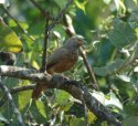 Jungle Babbler
