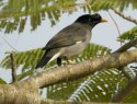 Jungle Myna