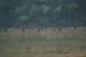 Kites