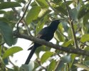 Asian Koel