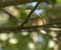 Little Spiderhunter
