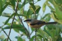 Long Tailed Shrike