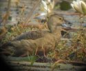 Lesser Whistling Duck