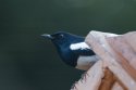 Oriental Magpie Robin