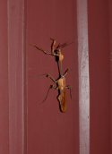 Mantis sp